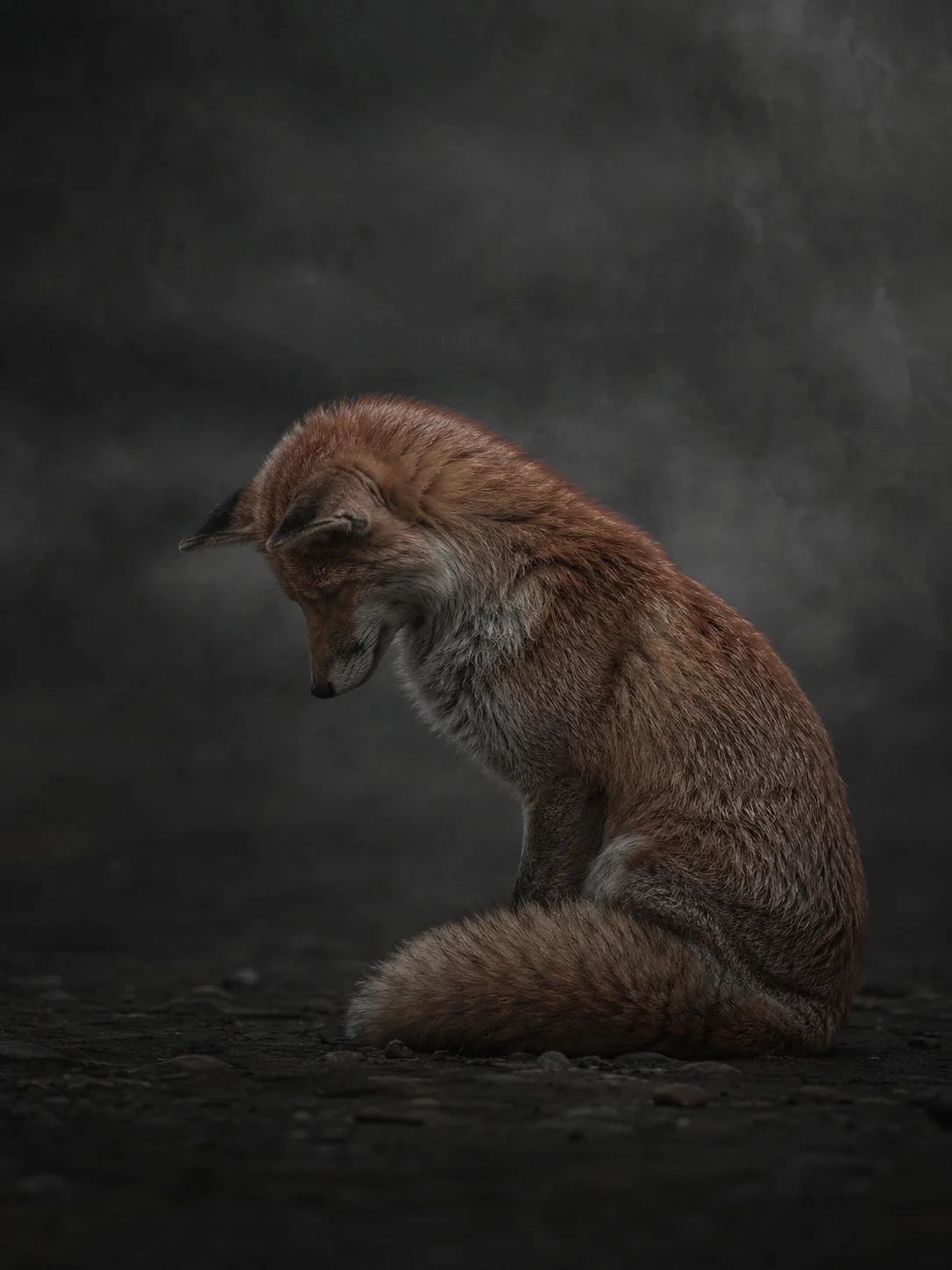 A fox sitting with its head lowered